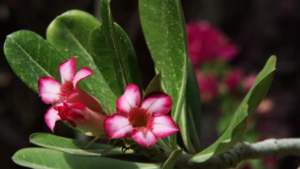 Ein Gedi Kibbutz İsrail çiçeklere — Stok video