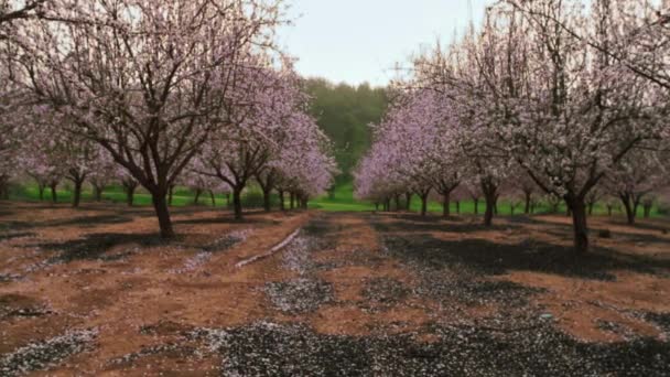 Rijen van bloeiende bomen in een boomgaard — Stockvideo