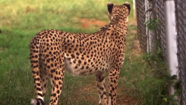 Cheetah standing by chain-link fence — Stock Video