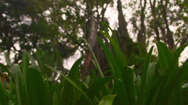 나무 캐노피의 로우 앵글 트래킹 — 비디오