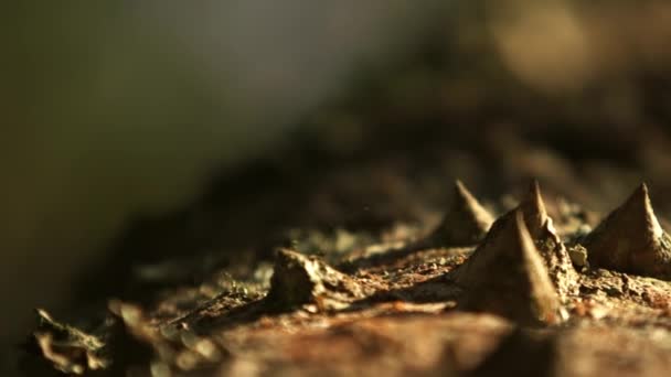 Thorny tree trunk close up — Stock Video