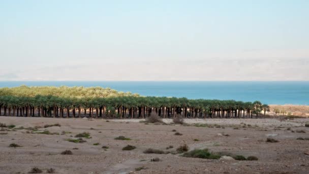 Palmeras cerca del Mar de Galilea en Israel — Vídeo de stock