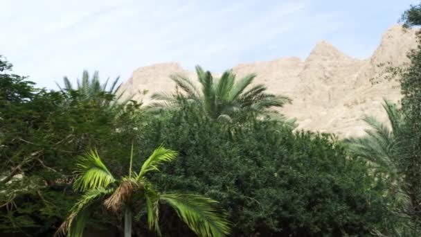 Oasis refuge dans le désert en Israël — Video