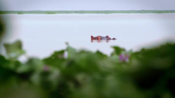 Nilpferd verschwindet unter Wasser in der Nähe von Wasserpflanzen — Stockvideo