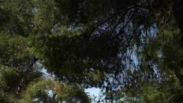 Coniferous trees in Israel — Stock Video
