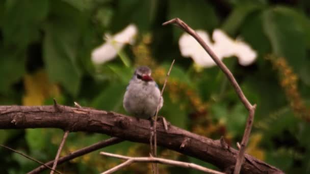 Brown-hooded kingfisher sitting on branch — Stock Video