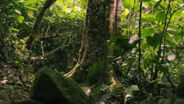 Rocas cubiertas de musgo en el suelo de un bosque — Vídeo de stock