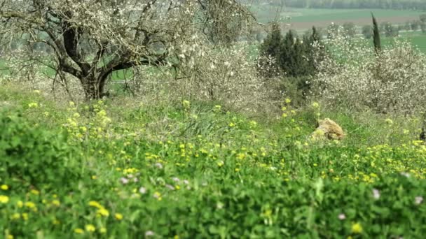 Blick auf eine Wiese und Bäume in Israel — Stockvideo