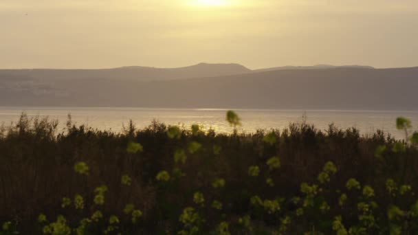 Yellow flowers and the Sea of Galilee at dusk shot in Israel — Stock Video