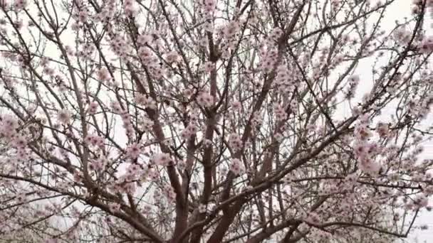 Rami di alberi in fiore rosa in Israele — Video Stock