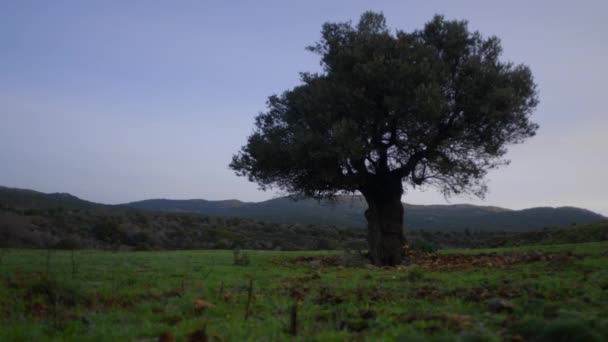 Čas ranní světlo zakrývající venkovské kopce a jediný strom — Stock video