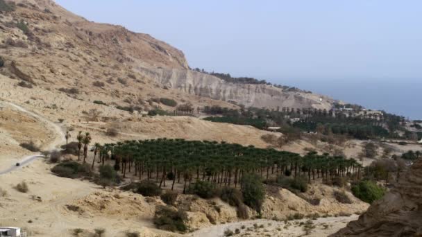 İsrail'de çölde palmiye ağacı bahçesi vuruldu — Stok video