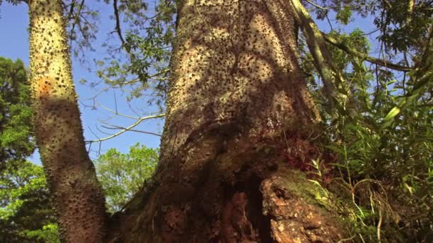 Tracciamento di filmati di albero spinoso — Video Stock