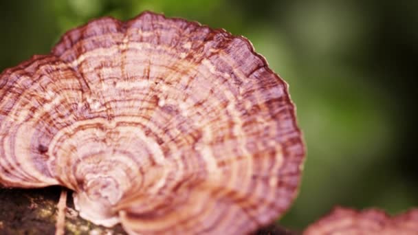 Крупный план сковороды грибов, растущих на ветке дерева — стоковое видео