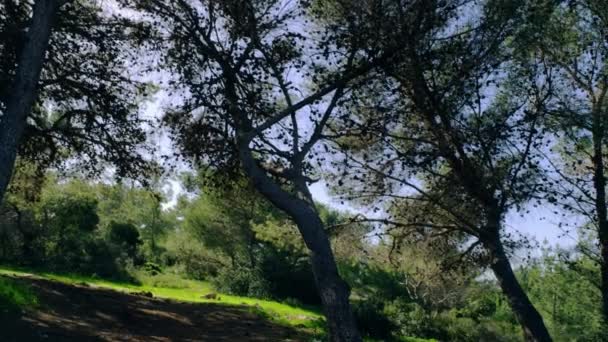 Ladera boscosa en Israel — Vídeo de stock