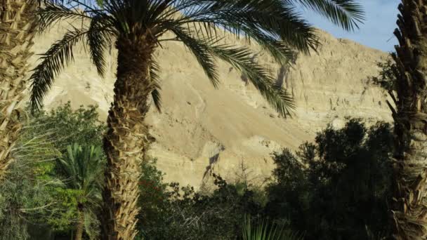 Ein Gedi palme in Israele — Video Stock