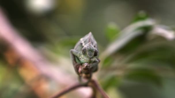 Medium shot of chameleon on branch — Stock Video