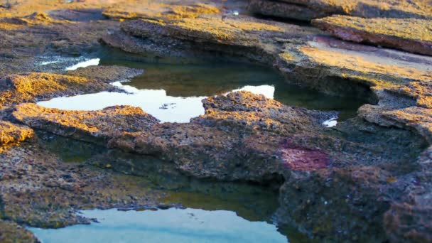 Royalty Free Stock Video Footage of tide pools at Dor Beach shot in Israel — Stock Video