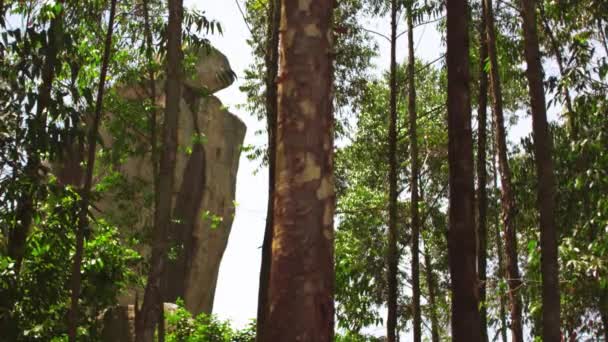 Tiro medio de árboles de ladera, piedra alta — Vídeo de stock