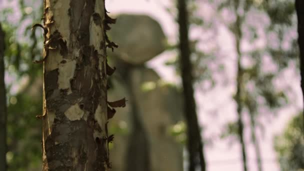 货架树和石块堆栈焦点的镜头 — 图库视频影像