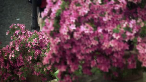 Roze bloemen op de Spaanse trappen van de Trinita dei Monti — Stockvideo