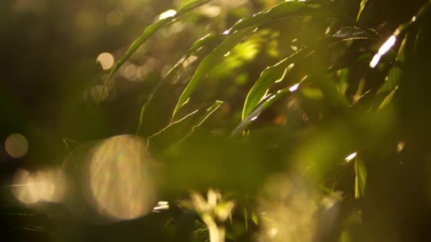 Close up of sun-outlined leaves — Stock Video