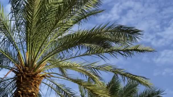 Fotografía de hojas de palma y cielo azul filmadas en Israel — Vídeo de stock