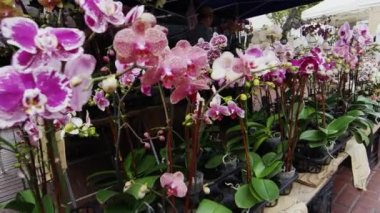San Francisco açık pazarda Güzel Orkideler