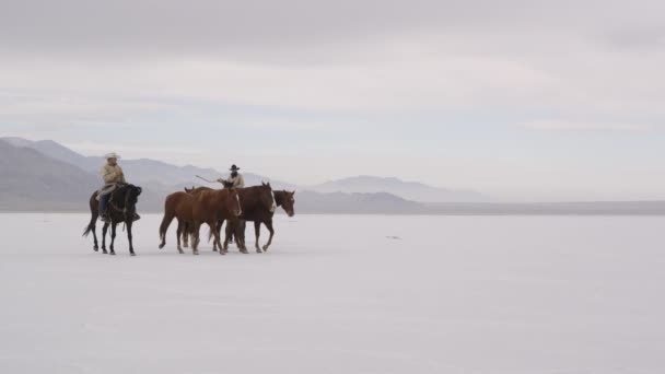 Cowboys op rug van het paard — Stockvideo