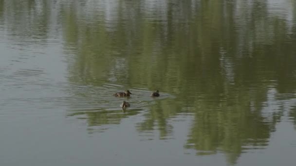 Bir su birikintisi içinde yüzmeye ördek yavrusu. — Stok video