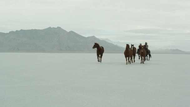 Cowboys op rug van het paard — Stockvideo