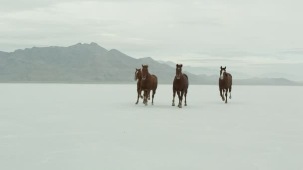 Cavalli che corrono sulle saline di Bonneville — Video Stock