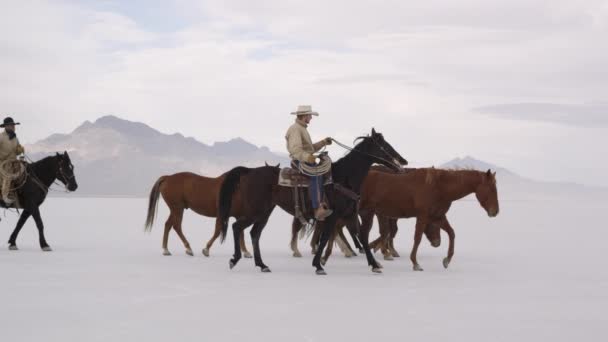 Ковбои на лошадях — стоковое видео