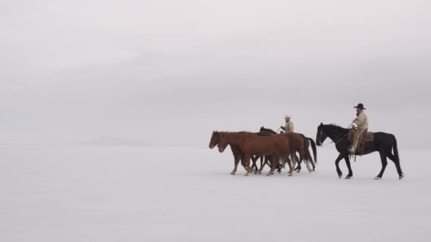 Cowboys op rug van het paard — Stockvideo