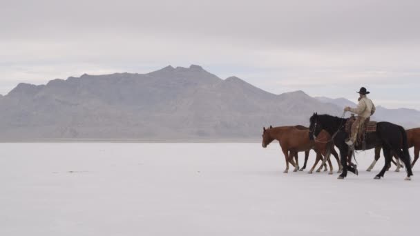 Vaquero a caballo espalda — Vídeos de Stock