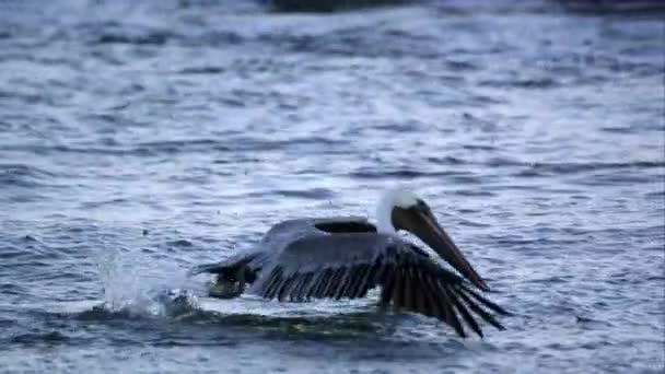 Пеликан в полете, а затем нырять в воду — стоковое видео