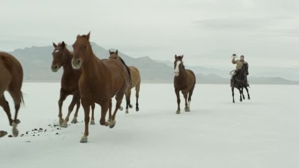 Vaquero a caballo espalda — Vídeo de stock