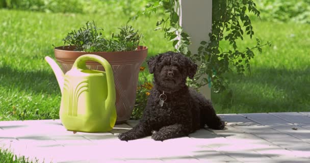 狗坐在太阳下站起来然后走开 — 图库视频影像