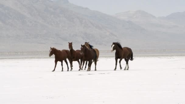 Panning view of horses running on salt flats. — Stock Video