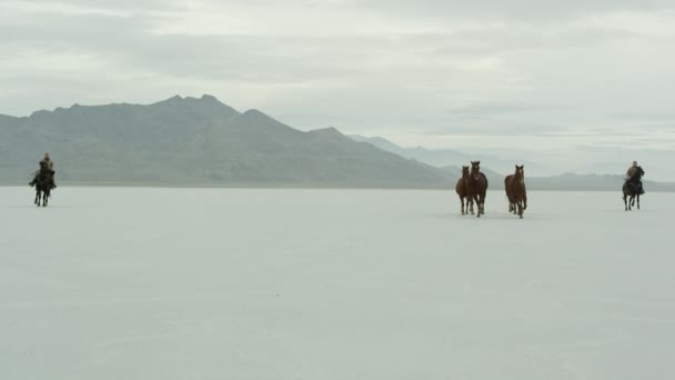 Vaqueros a caballo — Vídeo de stock