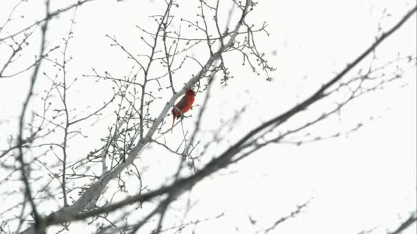Statische Zeitlupenaufnahme eines Kardinals, der in einem Baum zirpt. — Stockvideo