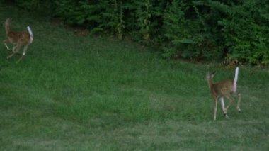 Yavaş çalışan 2 genç whitetail geyik.