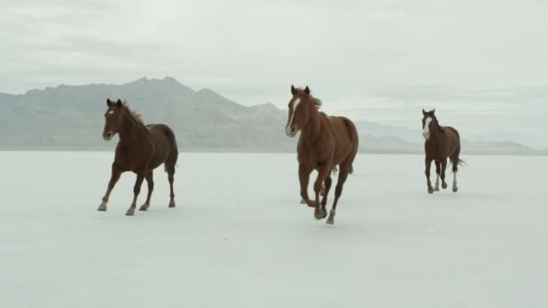 马在巴纳维亚盐带平地上运行 — 图库视频影像