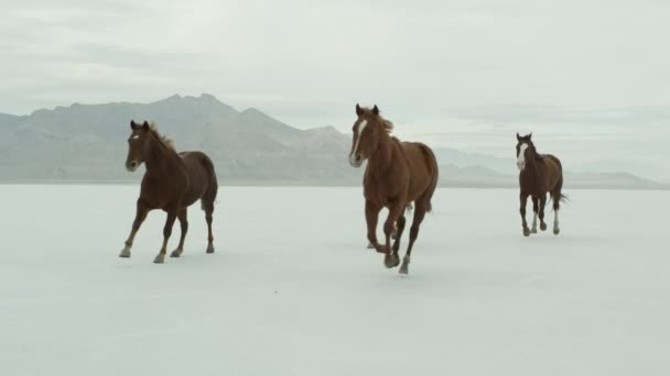 Hästarna körs på Bonneville Salt Flats — Stockvideo