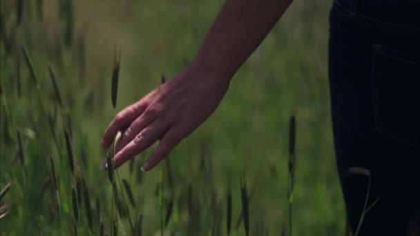 Plan au ralenti d'une femme marchant dans l'herbe haute . — Video