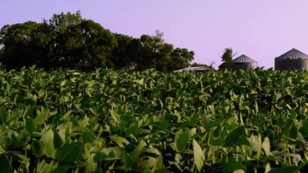 Vento por uma fazenda verde — Vídeo de Stock