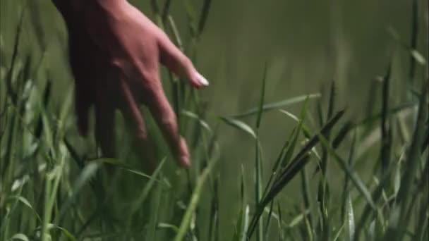 Fotografía en cámara lenta de la mano de una mujer tocando hierba alta . — Vídeos de Stock