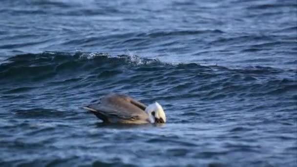 Dalgalar halinde yüzen Pelikan. — Stok video