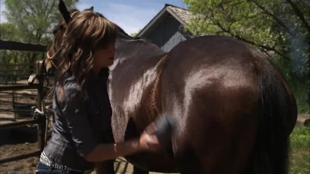 Slow motion shot of a woman brushing a horse. — Stock Video