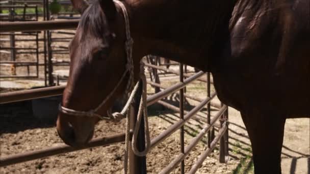 Eenzame paard staande in een corral — Stockvideo